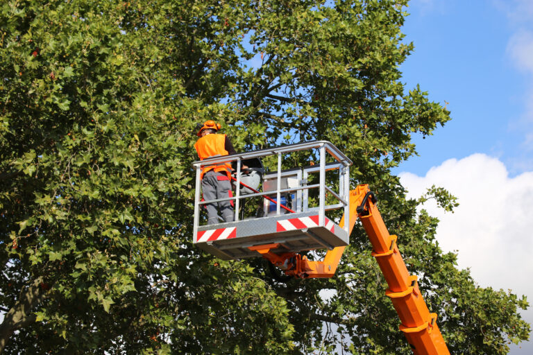 Arbeitsbühne für die Baumpflege